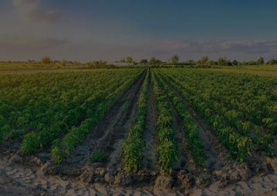 AGRO NEGOCIOS